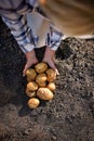 Close up of potatoes in farmerÃ¢â¬â¢s hands